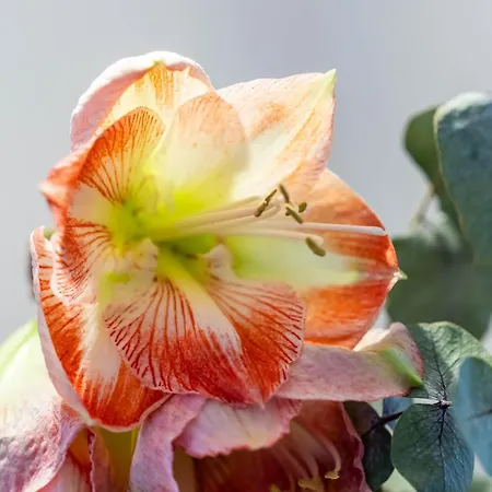 Апартаменты Perauer Майрхофен